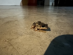 Leptodactylus fragilis