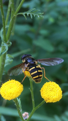 Sericomyia chalcopyga