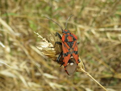 Spilostethus pandurus