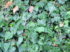 Hedera helix
