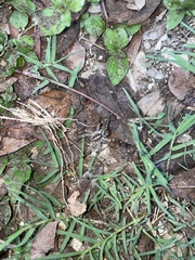 Tigrosa georgicola