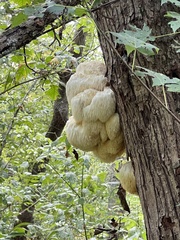 Hericium