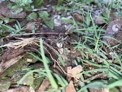 Tigrosa georgicola
