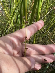 Scleria verticillata