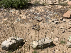 Bouteloua gracilis