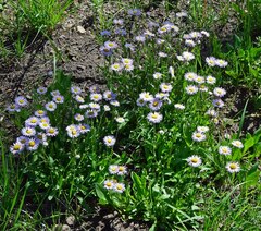Erigeron speciosus