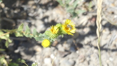 Grindelia squarrosa