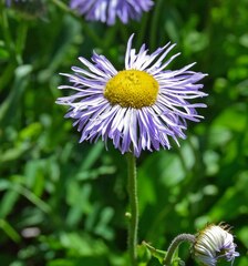 Erigeron speciosus