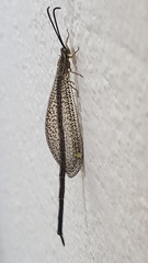 Brachynemurus versutus