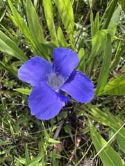 Gentianopsis
