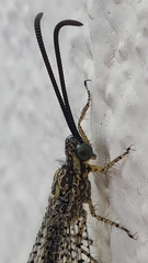 Brachynemurus versutus
