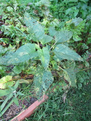 Disonycha glabrata