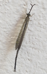 Brachynemurus versutus