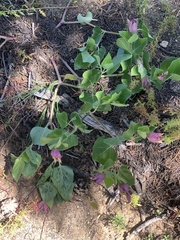 Mirabilis multiflora