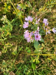 Symphyotrichum laeve