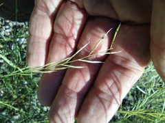 Bouteloua aristidoides