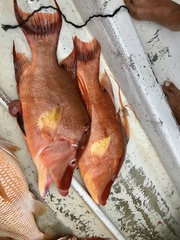 Lachnolaimus maximus