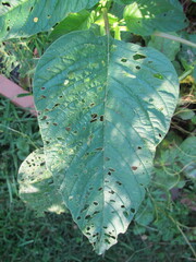 Disonycha glabrata