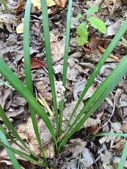 Liriope spicata