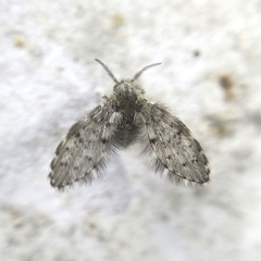 Psychodidae