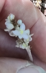 Liriope spicata
