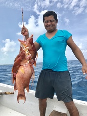 Lachnolaimus maximus