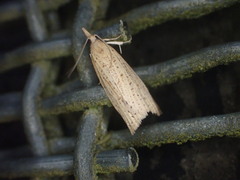 Apoctena conditana