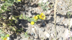 Grindelia squarrosa