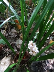 Liriope spicata