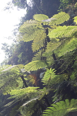 Cyathea manniana