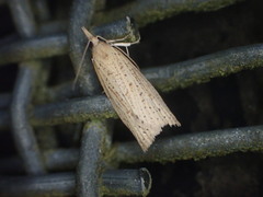 Apoctena conditana