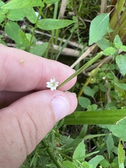 Epilobium leptophyllum