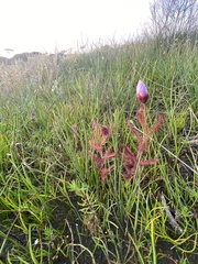 Drosera cistiflora