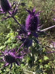 Eryngium leavenworthii