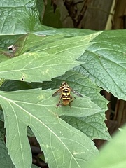 Milesia virginiensis