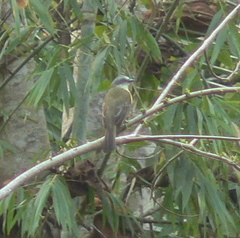 Myiozetetes granadensis