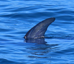 Vertebrata