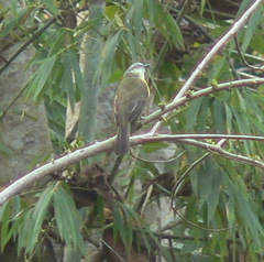 Myiozetetes granadensis