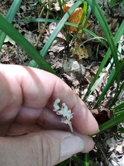 Liriope spicata