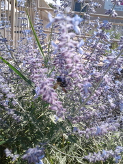 Xylocopa virginica