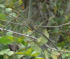 Myiozetetes granadensis