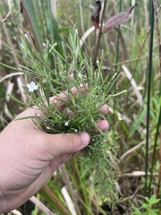 Epilobium leptophyllum