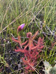 Drosera cistiflora