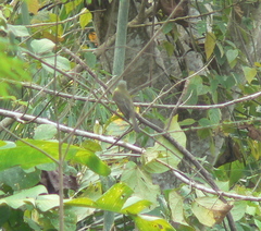 Myiozetetes granadensis