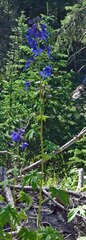 Delphinium barbeyi