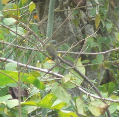 Myiozetetes granadensis