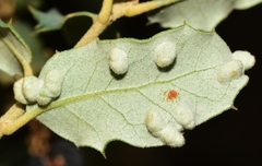 Dryomyia lichtensteinii