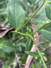 Anisomorpha buprestoides
