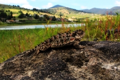 Phrynosoma orbiculare