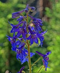 Delphinium barbeyi